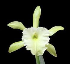 Cattleya Alliance: Rhyncholaelia digbyana x Rhyncholaelia glauca Cattleya La Foresta Orchids 