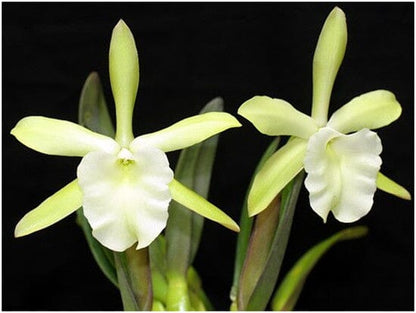 Cattleya Alliance: Rhyncholaelia glauca Cattleya La Foresta Orchids 