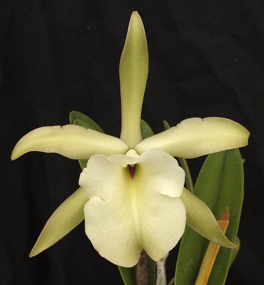 Cattleya Alliance: Rhyncholaelia glauca Cattleya La Foresta Orchids