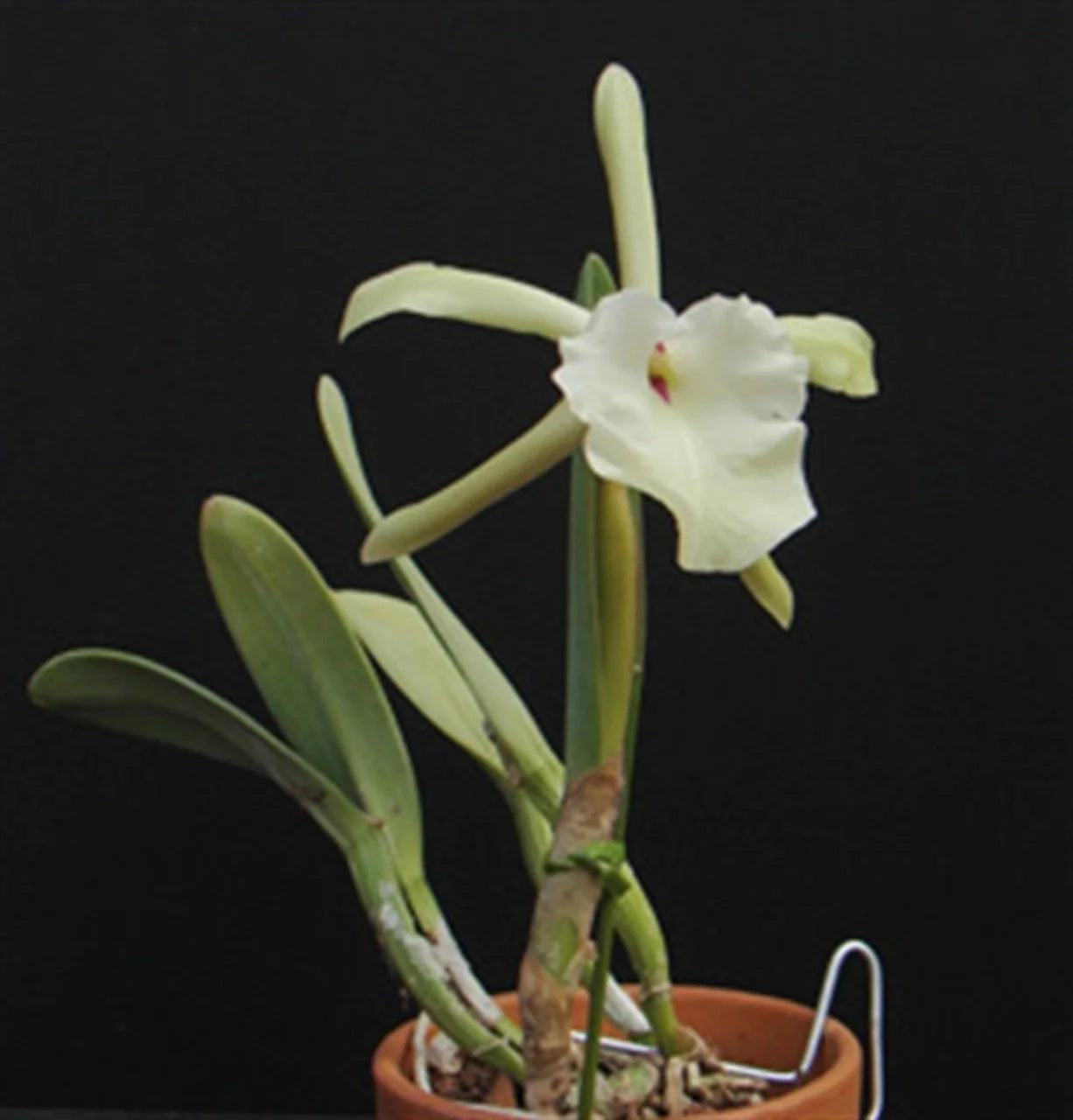 Cattleya Alliance: Rhyncholaelia glauca Cattleya La Foresta Orchids 