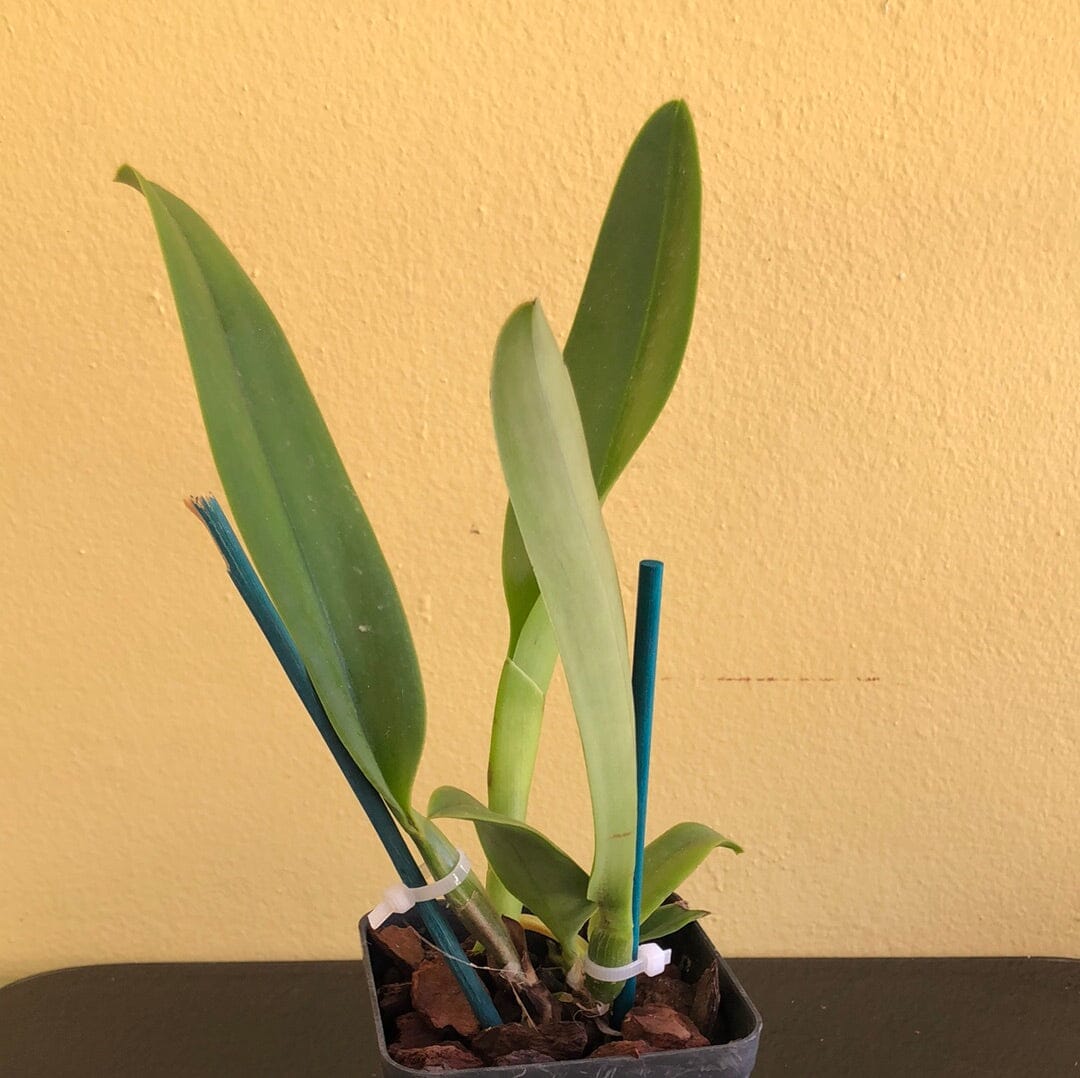 Cattleya Alliance - Rlc. Amazing Thailand 'Rainbow' Cattleya La Foresta Orchids