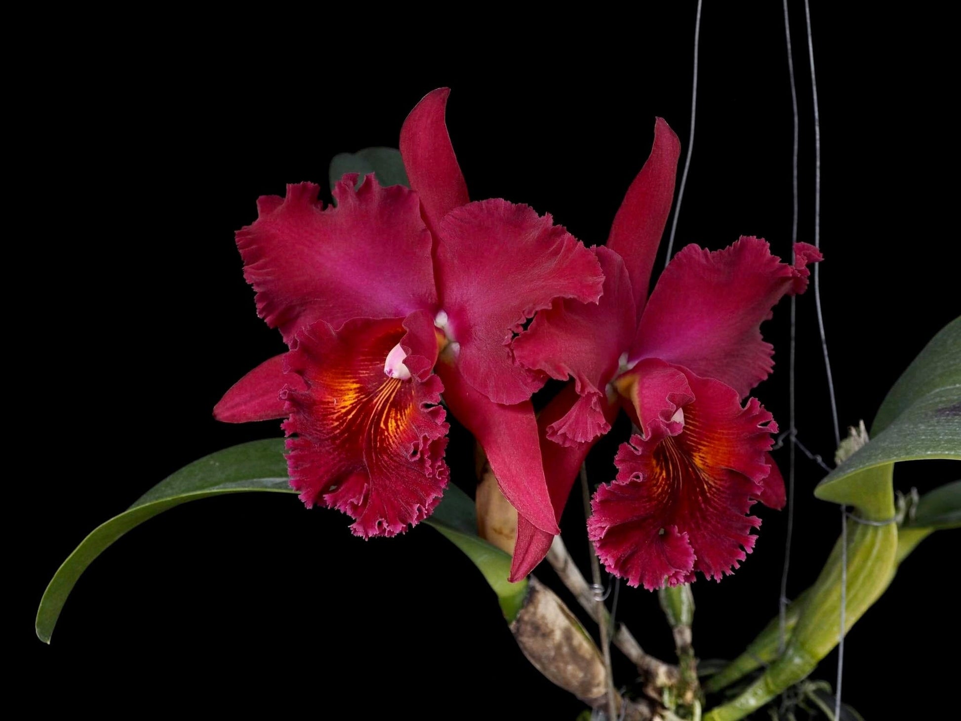 Cattleya Alliance: Rlc. Chia Lin 'Sun Light' Cattleya La Foresta Orchids 