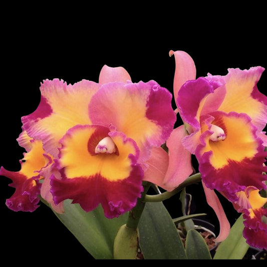 Cattleya Alliance: Rlc. Dick Smith 'Paradise' Cattleya La Foresta Orchids