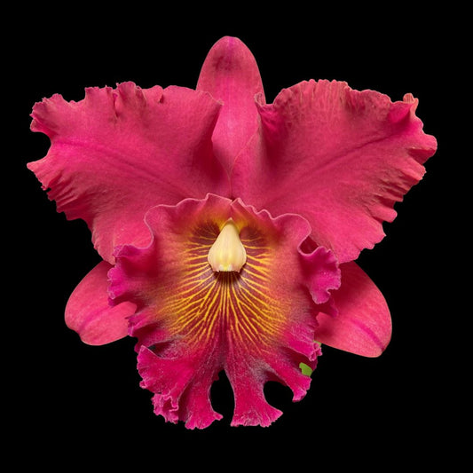 Cattleya Alliance - Rlc. Fire Jewel 'Volcano Queen' Cattleya La Foresta Orchids 