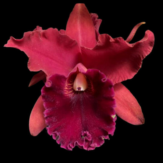 Cattleya Alliance - Rlc. Fire Jewel 'Volcano Queen' Cattleya La Foresta Orchids