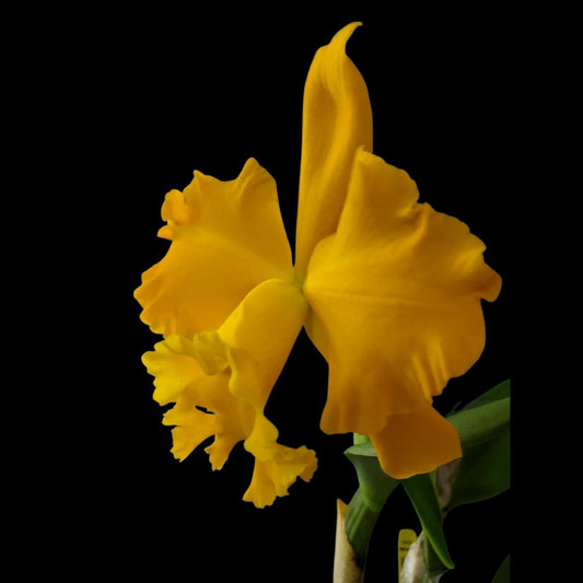 Cattleya Alliance - Rlc. Golf Gold 'Golden Emperor' Cattleya La Foresta Orchids