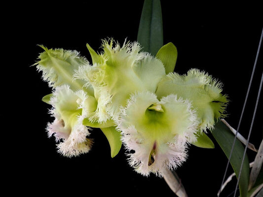 Cattleya Alliance - Rlc. Golf Green 'Hair Pig' Cattleya La Foresta Orchids