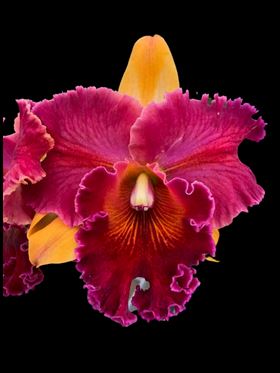 Cattleya Alliance - Rlc. Hall of Fame Cattleya La Foresta Orchids 