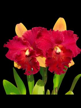Cattleya Alliance - Rlc. Hall of Fame Cattleya La Foresta Orchids