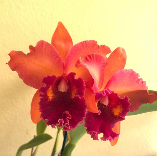Cattleya Alliance - Rlc. Kaoru Suzuki 'Volcano Night' - In BLOOM! Cattleya La Foresta Orchids