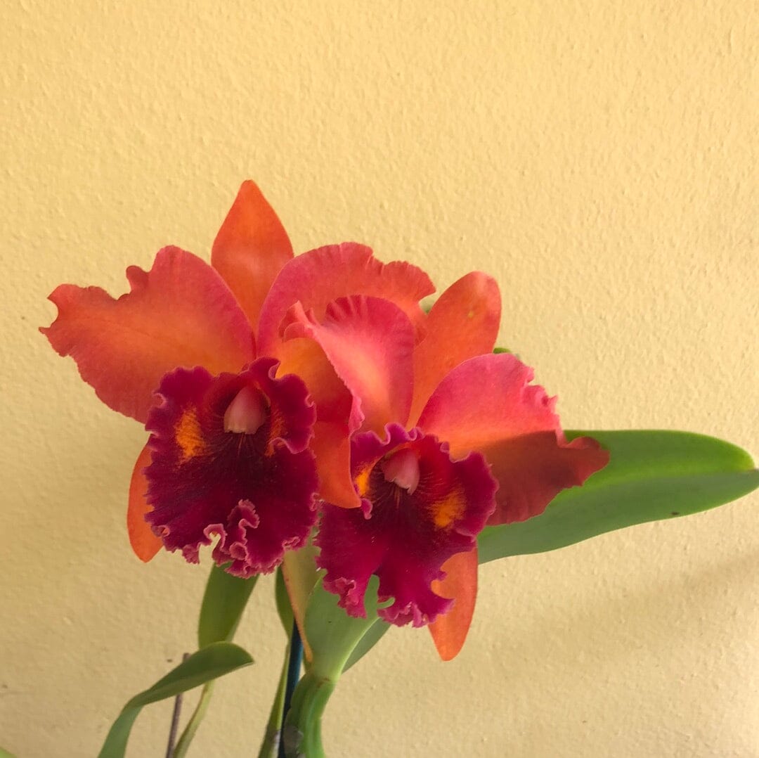 Cattleya Alliance - Rlc. Kaoru Suzuki 'Volcano Night' - In BLOOM! Cattleya La Foresta Orchids
