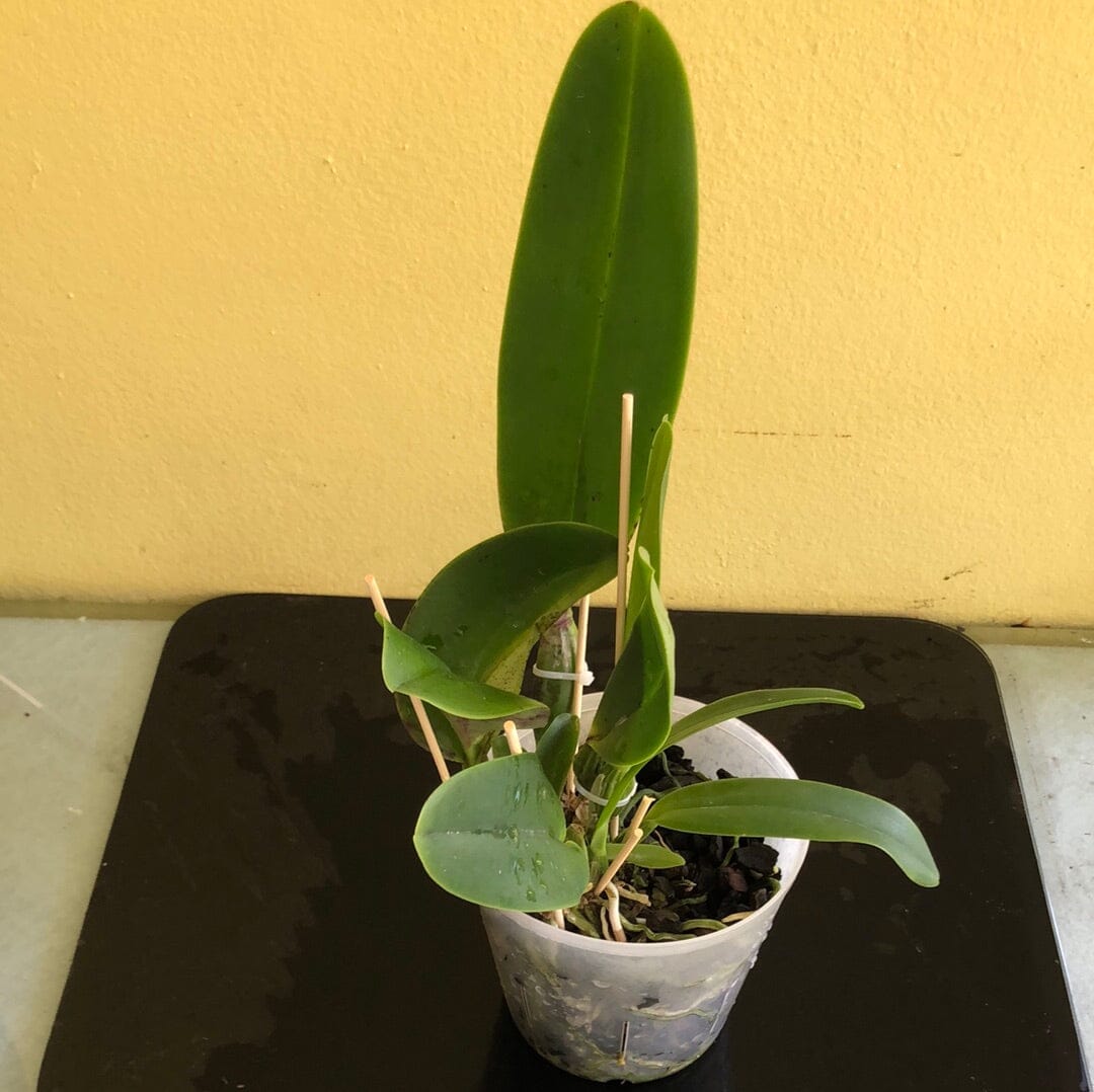 Cattleya Alliance: Rlc. Keesha Sharp - Larenn Nan Bèl Cattleya La Foresta Orchids