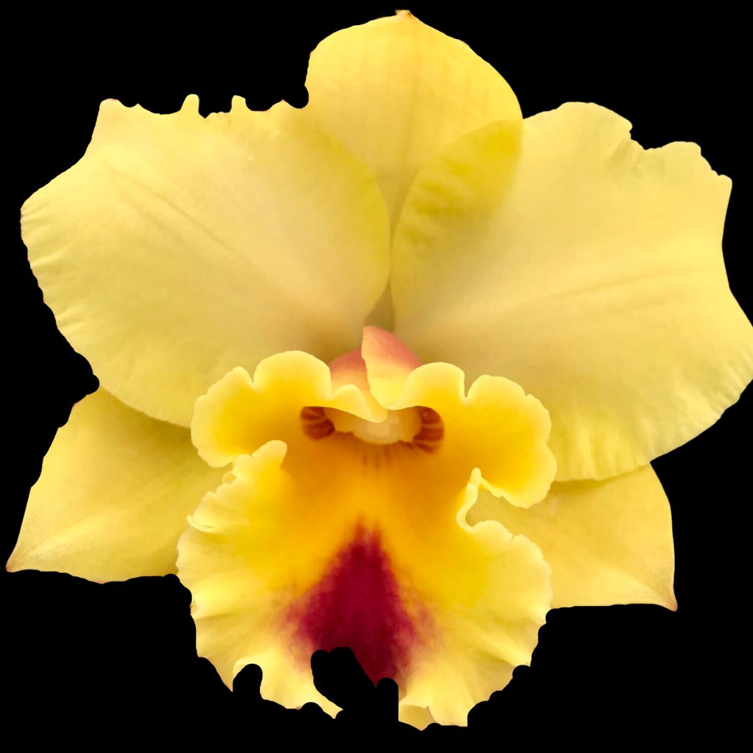 Cattleya Alliance - Rlc. Kita Karano Hana 'Volcano Queen' Cattleya La Foresta Orchids 