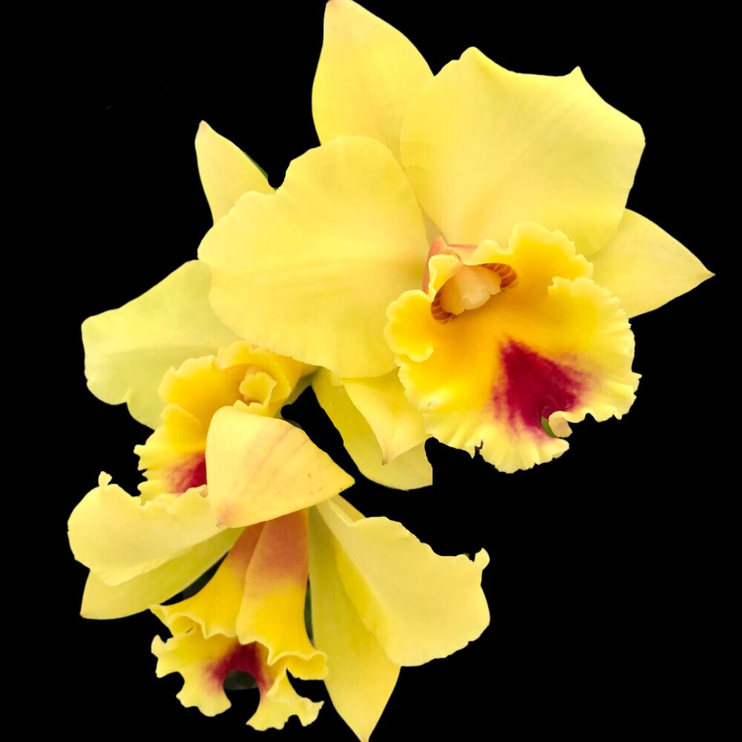 Cattleya Alliance - Rlc. Kita Karano Hana 'Volcano Queen' Cattleya La Foresta Orchids 