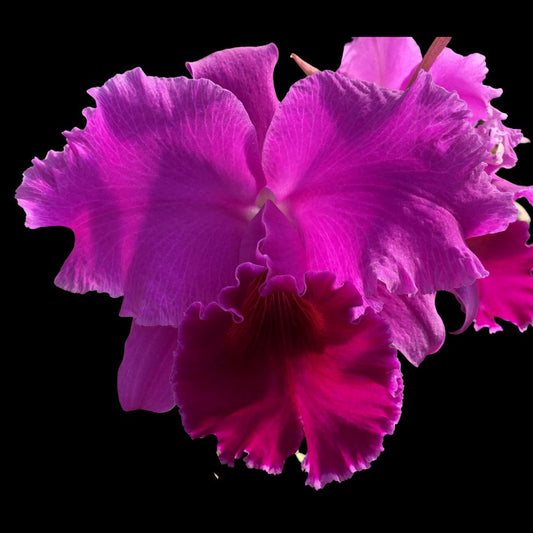 Cattleya Alliance - Rlc. Mem Grant Eichler 'Lennette' Cattleya La Foresta Orchids