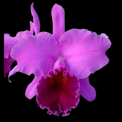 Cattleya Alliance - Rlc. Mem Grant Eichler 'Lennette' Cattleya La Foresta Orchids 