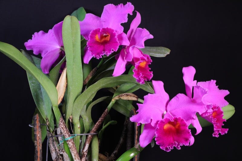 Cattleya Alliance - Rlc. Mem Grant Eichler 'Lennette' Cattleya La Foresta Orchids 