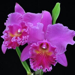 Cattleya Alliance - Rlc. Mitsuo Akatsuka 'Volcano Queen' Cattleya La Foresta Orchids 