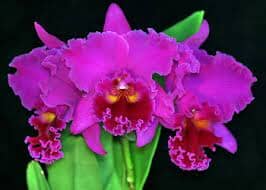 Cattleya Alliance - Rlc. Mitsuo Akatsuka 'Volcano Queen' Cattleya La Foresta Orchids 