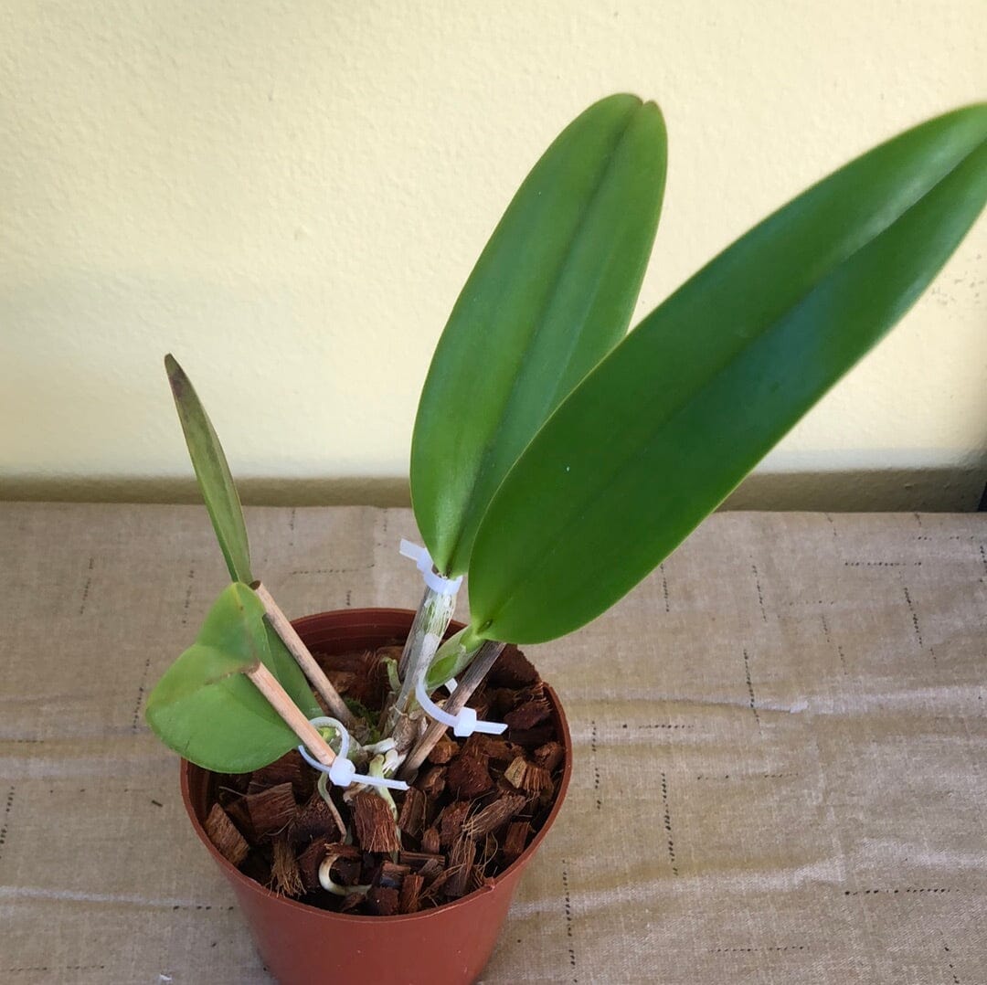 Cattleya Alliance - Rlc. Monthatip Gold Cattleya La Foresta Orchids