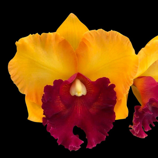 Cattleya Alliance - Rlc. Patra Delight x Rlc. Chomthong Fancy Cattleya La Foresta Orchids
