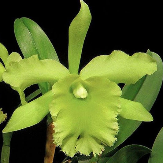 Cattleya Alliance - Rlc. Ports of Paradise Cattleya La Foresta Orchids