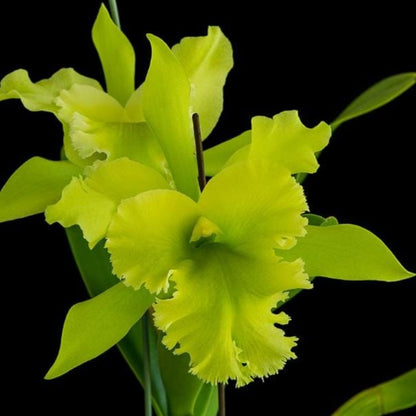 Cattleya Alliance - Rlc. Ports of Paradise Cattleya La Foresta Orchids 