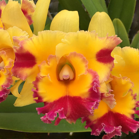 Cattleya Alliance - Rlc. Stitch Labs 'Volcano Fancy' Cattleya La Foresta Orchids
