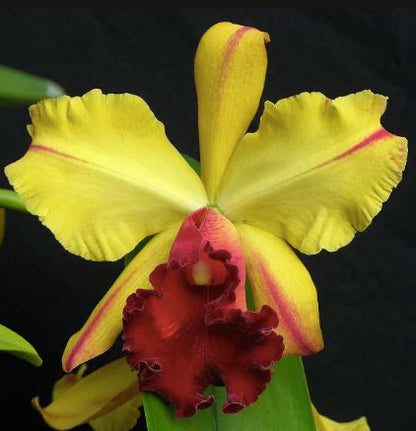 Cattleya Alliance: Rlc. Toshie Aoki ‘Encore' Cattleya La Foresta Orchids 