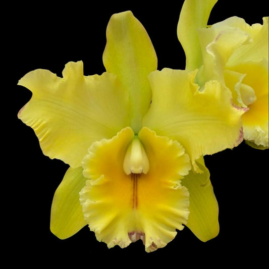 Cattleya Alliance - Rlc. Volcano Classic 'Volcano Queen' Cattleya La Foresta Orchids