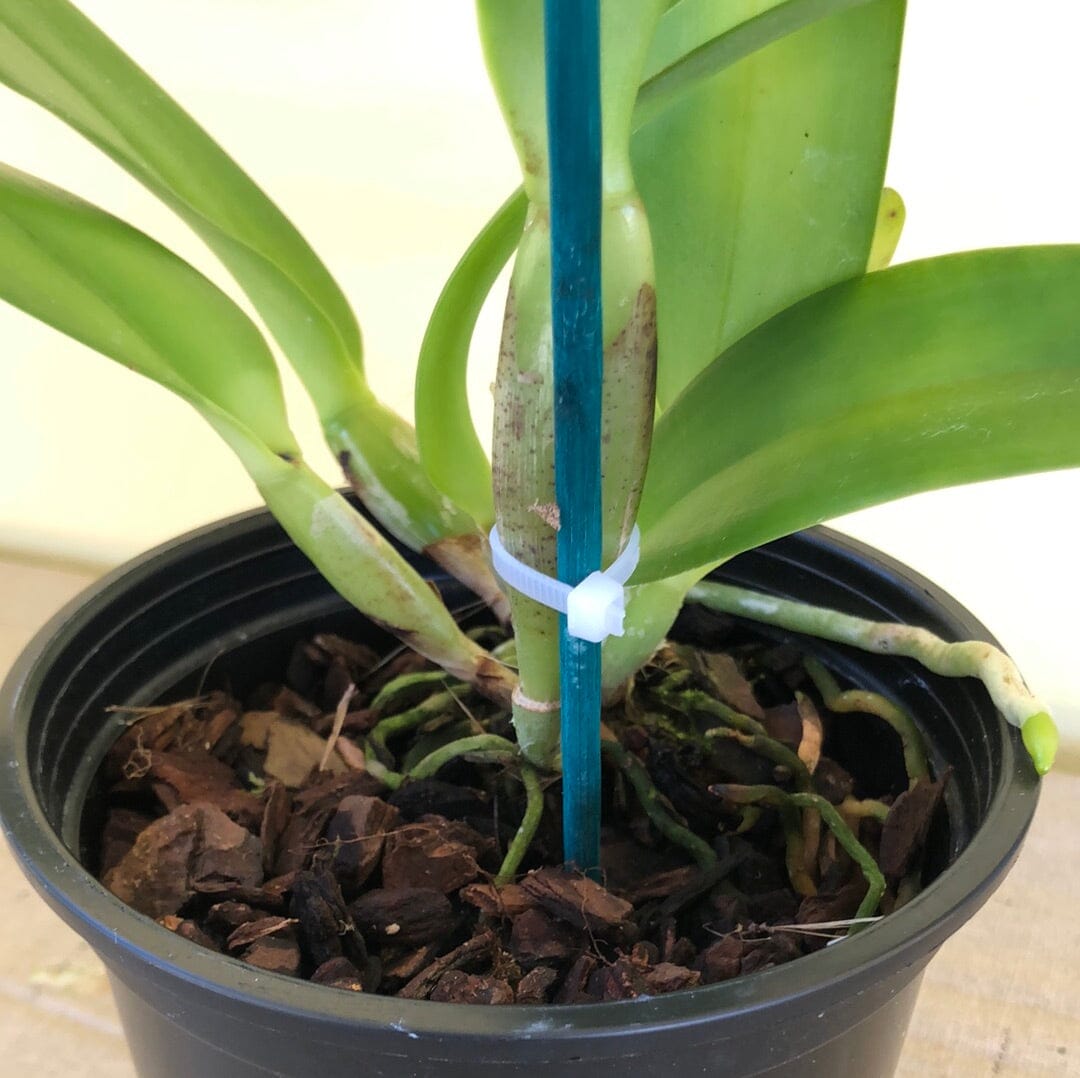 Cattleya Alliance - Rlc. Volcano Classic 'Volcano Queen' Cattleya La Foresta Orchids