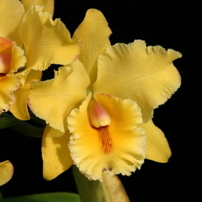 Cattleya Alliance - Rlc. Volcano Classic 'Volcano Queen' Cattleya La Foresta Orchids 