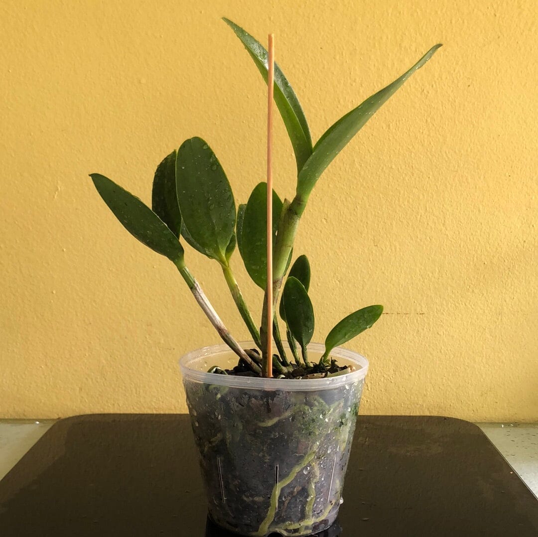 Cattleya Alliance - Rlc. Waianae Leopard 'Ching Hua' HCC/AOS Cattleya La Foresta Orchids