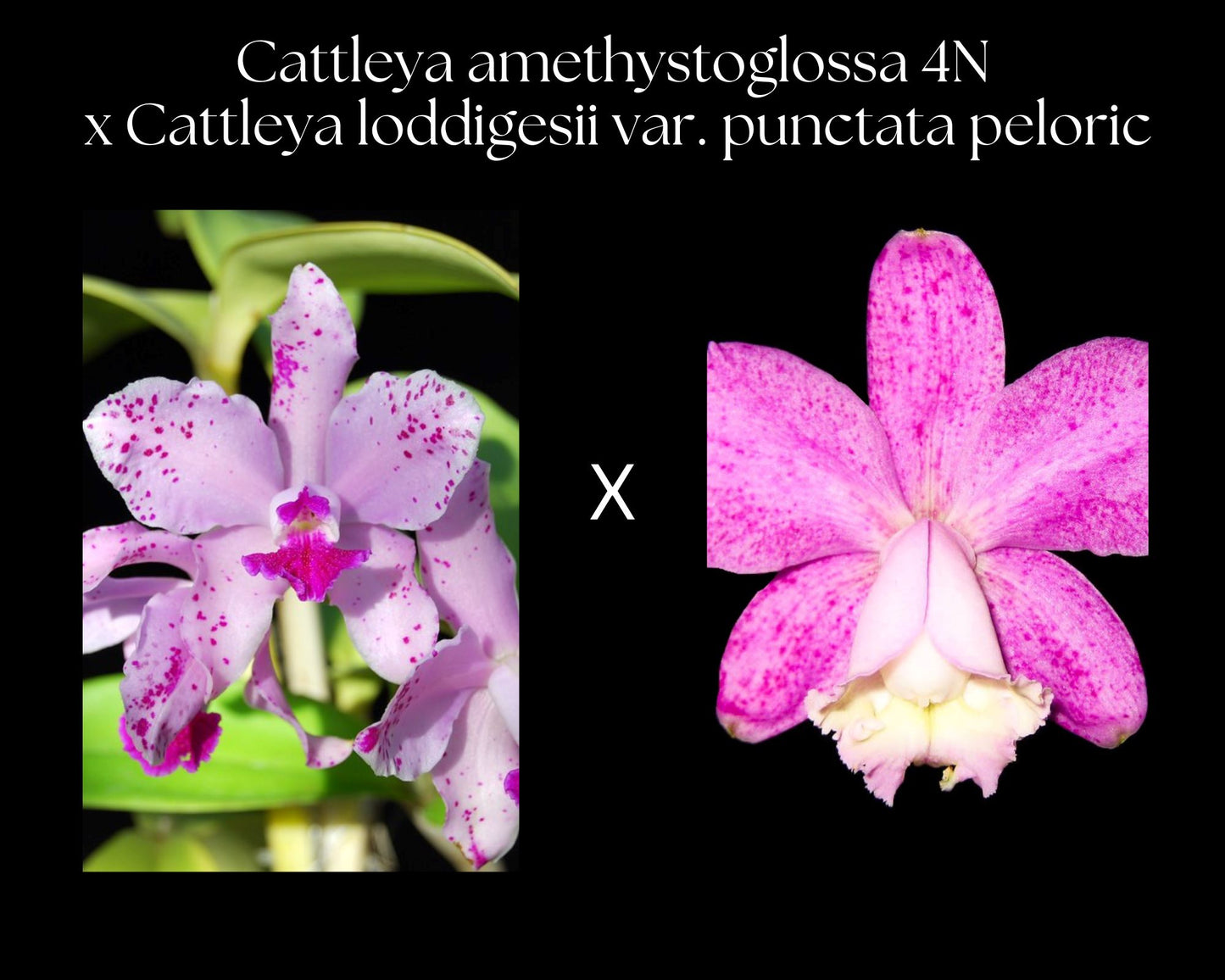 Cattleya amethystoglossa 4N x Cattleya loddigesii var. punctata peloric Cattleya La Foresta Orchids 
