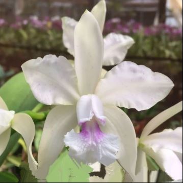 Cattleya amethystoglossa var. alba x var. albescens Cattleya La Foresta Orchids
