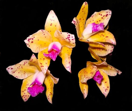 Cattleya amethystoglossa var. aurea '3X' Cattleya La Foresta Orchids