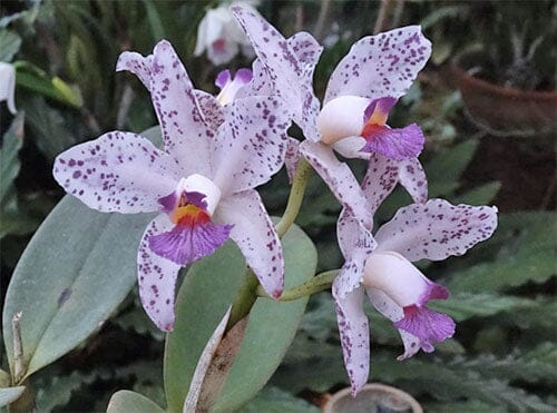 Cattleya amethystoglossa var. coerulea 'Paiguas' Cattleya La Foresta Orchids 