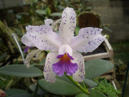 Cattleya amethystoglossa var. coerulea 'Paiguas' Cattleya La Foresta Orchids 