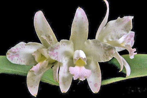 Cattleya amethystoglossa var. coral Cattleya La Foresta Orchids