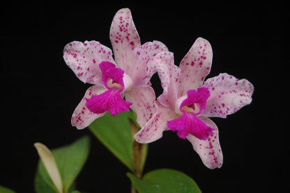 Cattleya amethystoglossa var. flamea Cattleya La Foresta Orchids 