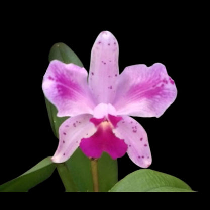 Cattleya amethystoglossa var. flammea Cattleya La Foresta Orchids 