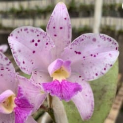 Cattleya amethystoglossa var. lilacinea Cattleya La Foresta Orchids 
