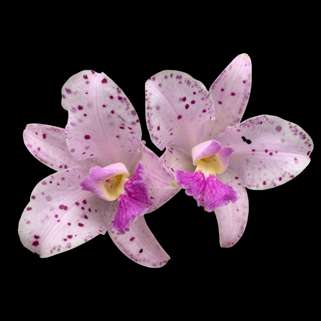 Cattleya amethystoglossa var. lilacinea Cattleya La Foresta Orchids 