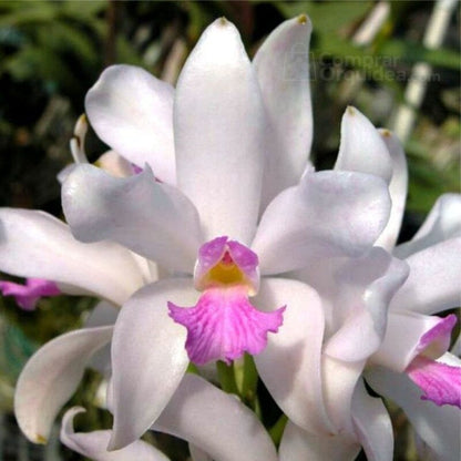 Cattleya amethystoglossa var. semi alba Cattleya La Foresta Orchids 