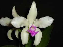 Cattleya amethystoglossa var. semi alba Cattleya La Foresta Orchids