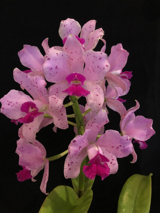 Cattleya amethystoglossa var. tipo '3X' Cattleya La Foresta Orchids