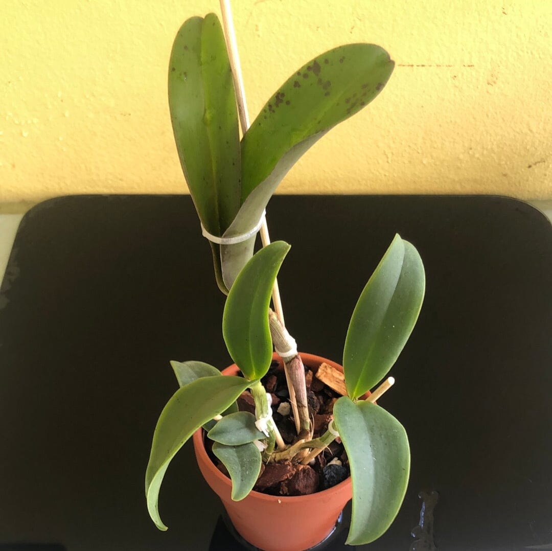 Cattleya amethystoglossa var. tipo Cattleya La Foresta Orchids