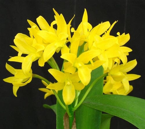 Cattleya aurantiaca var. flava Cattleya La Foresta Orchids