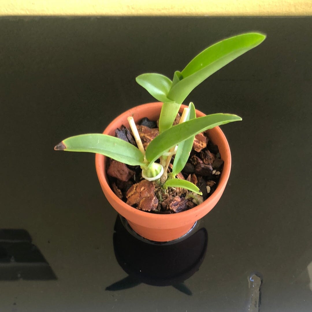 Cattleya aurantiaca var. flava Cattleya La Foresta Orchids 