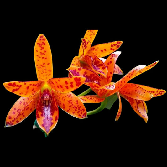 Cattleya aurantiaca var. Mishima ‘Spots’ Cattleya La Foresta Orchids 